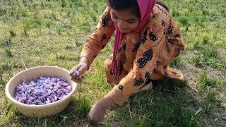 Saffron Farming - One Day in Afghanistan