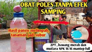 OBAT POLES TANPA EFEK SAMPING ‼️ HASIL MELIMPAH bawang merah better gardening PETANI KARET