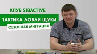 Тактика ловли сезонная миграция щуки  Клуб SibActive с Григорием Безменовым