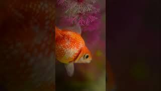 A Window into the World of a Goldfish