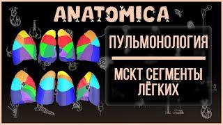 Сегменты легких  Компьютерная томография  Пульмонология