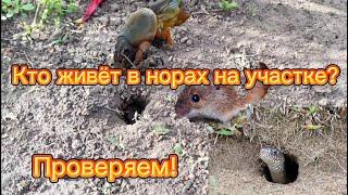 Норы на садовом участке. Кто их роет и живёт в них? Решили проверить