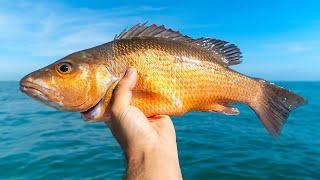 STUD Mangrove Snapper Fishing on a Public Reef