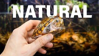 Recreating a Tiny Turtles Natural Swamp Ecosystem