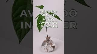 Growing avocados in water with Avocado Vase by Ilex Studio