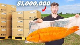 $1000000 Koi Unboxing World Record