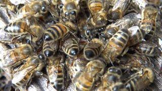 Honeybee ASMR - Feeding Honey to honeybees yum  -  Apis mellifera - 4K Quality  - No Commentary