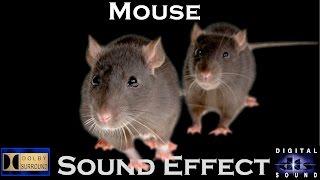 Sound Effects Of Mouse  High Quality Audio