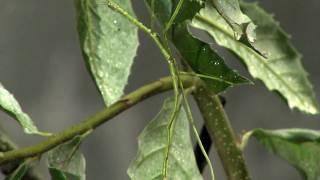 Giant Walking Stick-Cincinnati Zoo