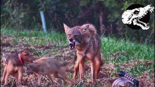 Coyotes Try To Run Down Our Dog - Coyote Hunting With Decoy Dogs