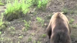 Bald Eagle vs Grizzly