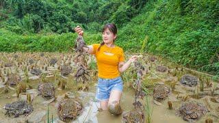 Harvesting Frog At Night Goes To Countryside Market Sell - Use weed generator around the farm