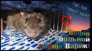 Вечно больной пасюк Варик.  Дикие крысы и сложности содержания.  Wild Rats 