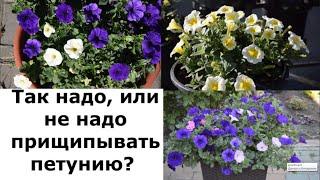 Ампельная петуния надо ли прищипывать?