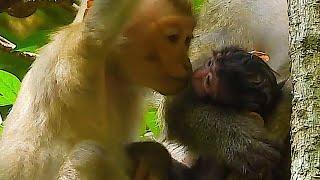 Monkey & primates Chery Kiss Sweet Loves Newborn Nat Geo Wild Baby Monkey Wild BBC Earth Monkey