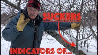 PRUNING an APPLE TREE??? SUCKERS water sprouts ARE INDICATORS OF...