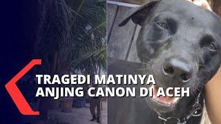 Buntut Panjang Matinya Anjing Canon di Pulau Banyak Aceh