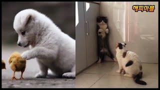 배꼽 빠지게 웃긴 냥이와 댕댕이의 영상모음 #30 Dogs and Cat Funny Moments  Funny Animals Compilation #30