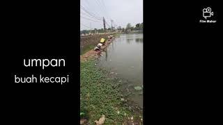 MANCING d Danau umpannya buah kecapi