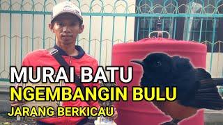 perawatan murai batu ngembangin bulu