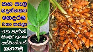 how to farm a turmeric plant to take a big harvest in a pot - the home garden