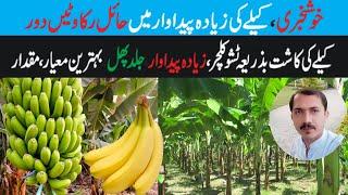 Tissue Culture and Banana Plants  Banana Farming in Pakistan  Banana Cultivation in Pakistan 