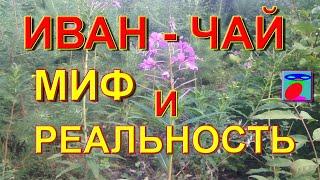 Иван чай. Иван чай свойства заготовка ферментация применение.