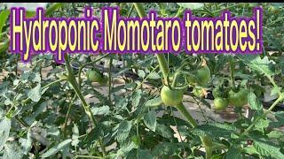 Hydroponic growing Momotaro tomatoes