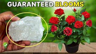 Surefire Tips for Abundant Blooms in Rose Bush  How to Grow Roses Perfectly?