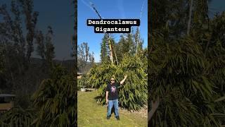 Dendrocalamus Giganteus “Dragon Bamboo” ️ #bamboo #dendrocalamus #giganteus #gardening #eatable