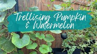 Growing Pumpkin and Watermelon Vertically - Update on Pumpkin-Watermelon Alley  Summer Garden 2022