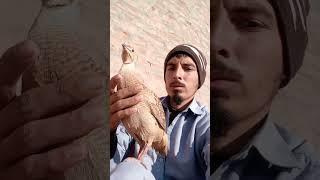 Pakistani tetar ka shauq  dhakni tetar ki boli Tetar awaz #birdslove #tetar  #partridge