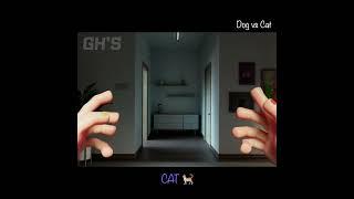 DOG vs CAT - POPPY PLAYTIME CHAPTER 3  GHS ANIMATION