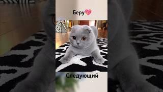 Выбери себе кошку#тренды #tiktok #trending #выбирашки #тикток #top #тренд #топ #топчик #отдых #зз