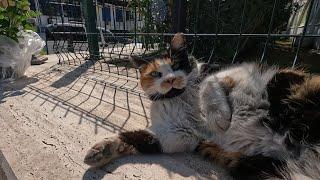 Beautiful calico cat doesnt like to be touched