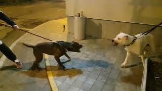 Dogo argentino vs pitbull dogo2years-pit4years NO FIGHT This is  example of what not to do
