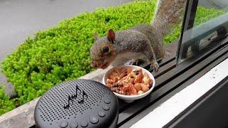 Squirrels reactions to music