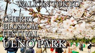 【 うえの桜フェスタ 満開  UENO PARK CHERRY BLOSSOM FESTIVAL 】202445 Walk in Tokyo 東京 4K