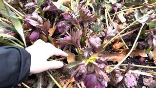 Cleaning up hellebores in the spring ️