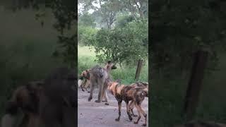 I dont understand why Wild Dogs attacks Baboons #shorts