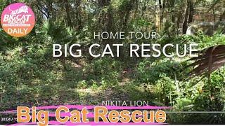 Big Cat Rescue Home Tour Nikita Lion