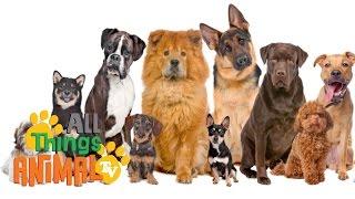 * DOGS *  Animals For Kids  All Things Animal TV