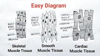 How to Draw Muscle Tissue  Muscular Tissue Drawing