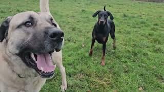 Aslan and Neela Playing