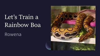 Let’s Train a Rainbow Boa