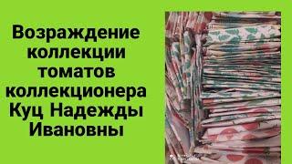 Возраждение коллекции томатов коллекционера из Беларуси Куц Надежды Ивановны.