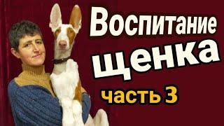 Воспитание щенка.Цирковая дрессировка собаки.ТрюкиCircus Puppy Training .Tricks