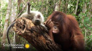 A Cute Orangutan & Macaque Form a Unique Friendship  Orangutan Jungle School  Smithsonian Channel