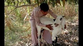 Amazing man with his goat meeting new truk zoneboy and goats together 