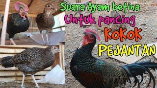 Suara AHH Ayam hutan hijau betina untuk pancing pejantan